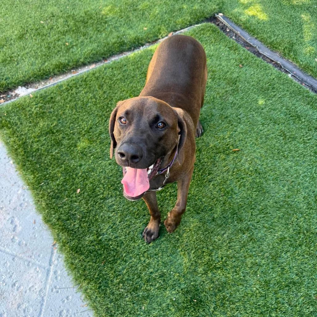 Enlarge Eddie (Lord), a Adoptable Hound in Seminole, FL image 2/4
