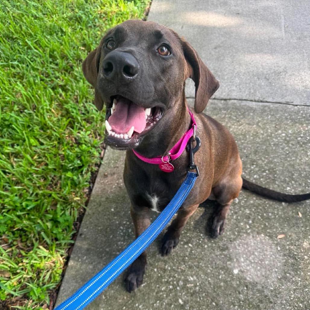 Enlarge Eddie (Lord), a Adoptable Hound in Seminole, FL image 3/4