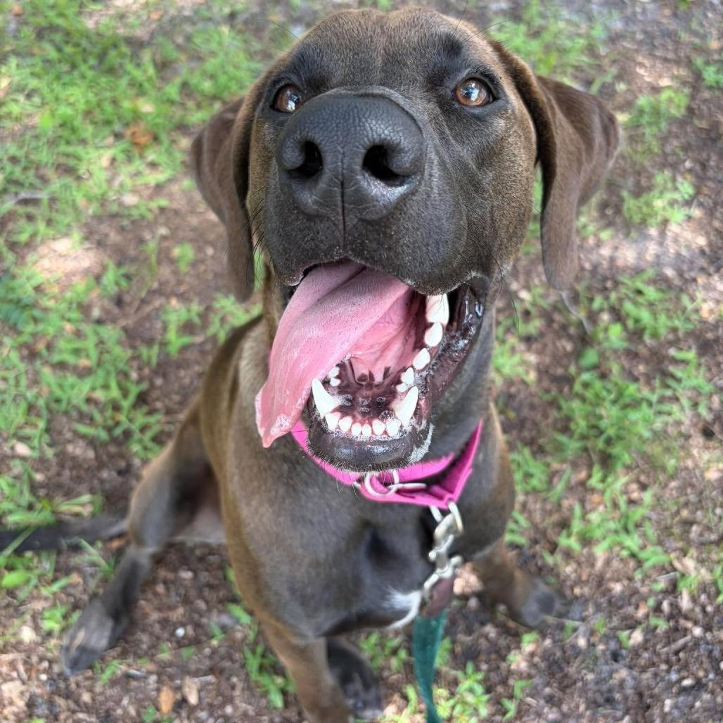 Enlarge Eddie (Lord), a Adoptable Hound in Seminole, FL image 4/4