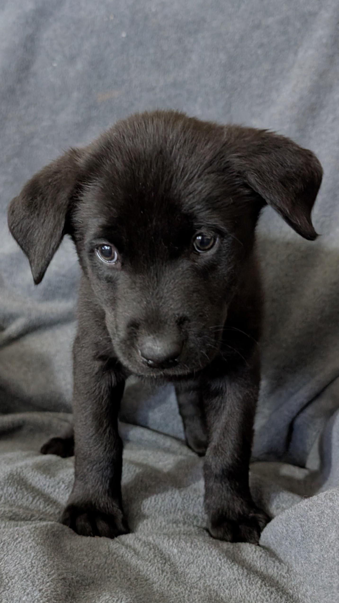 Enlarge Frost, a ADOPTABLE Labrador Retriever in Torrey, UT image 1/1