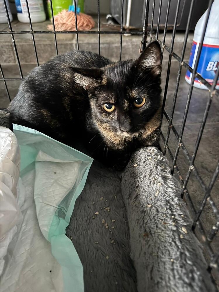 Enlarge Kiara, a Adoptable Domestic Short Hair in Naranjito, PR image 1/1