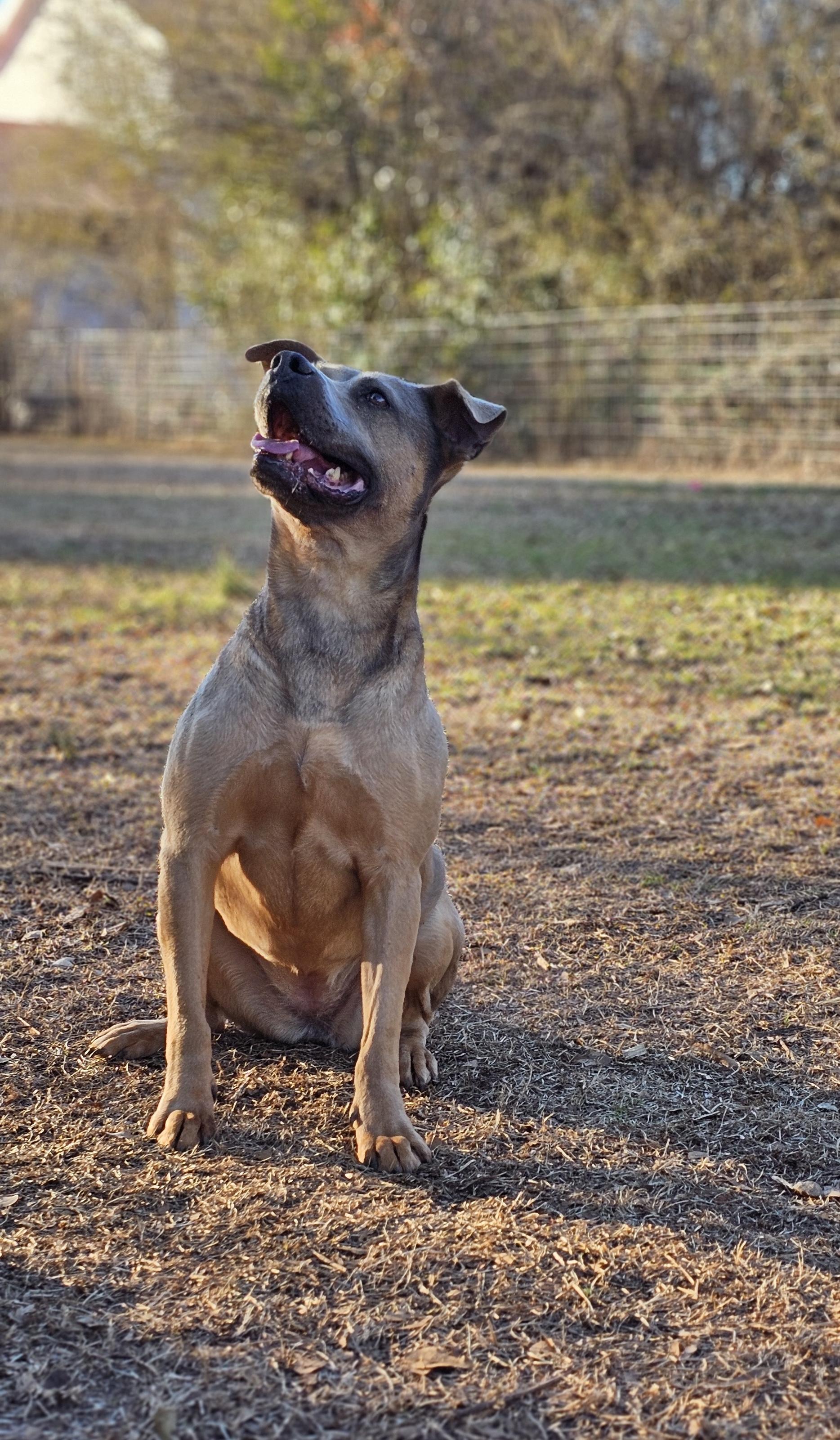 Fiji, a ADOPTABLE mixed breed in Marshallville, GA image 3/6