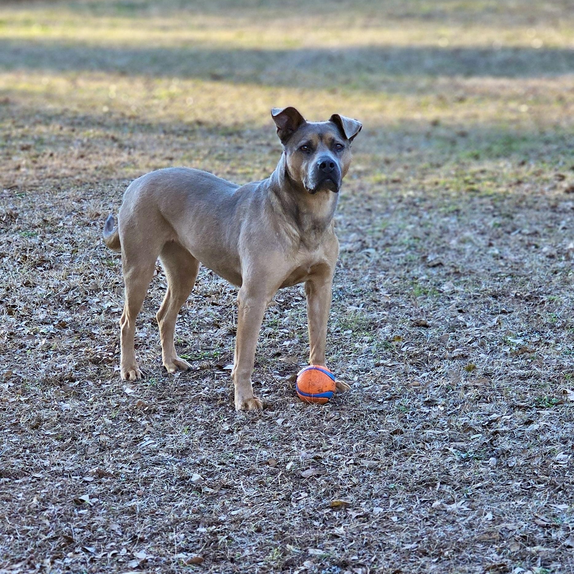 Fiji, a ADOPTABLE mixed breed in Marshallville, GA image 5/6