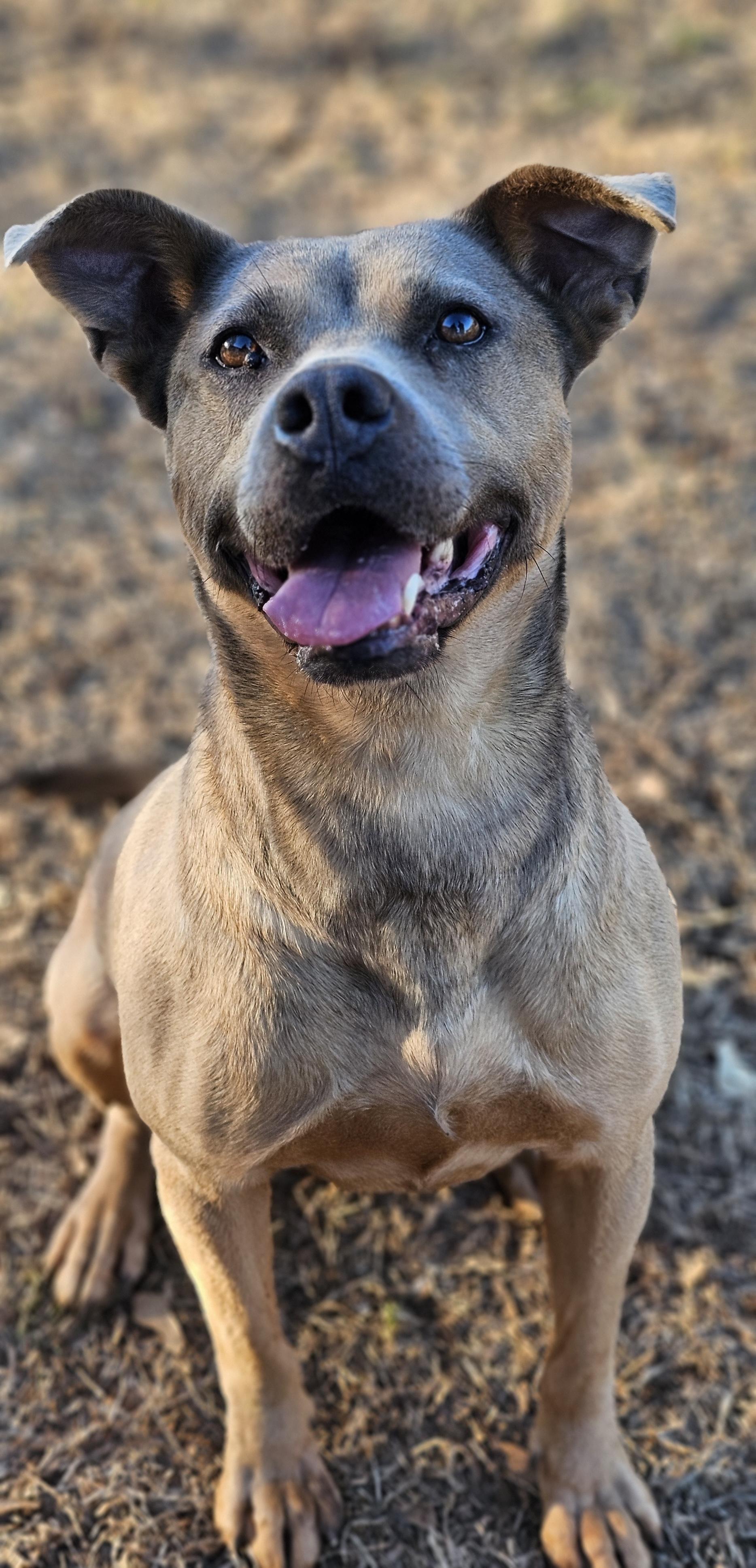 Fiji, a ADOPTABLE mixed breed in Marshallville, GA image 2/6