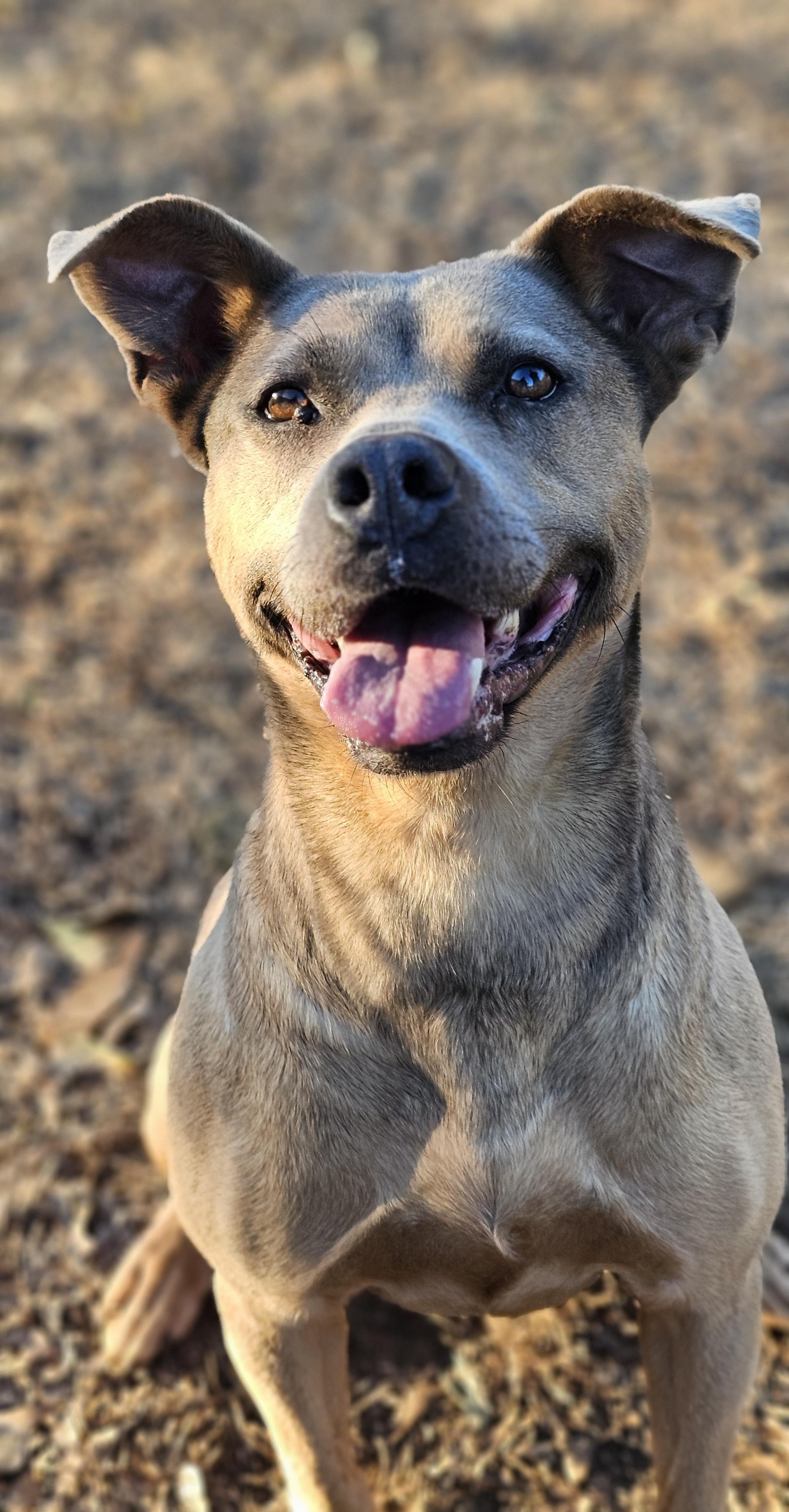 Fiji, a ADOPTABLE mixed breed in Marshallville, GA image 4/6