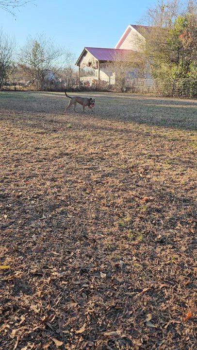 Enlarge Fiji, a ADOPTABLE mixed breed in Marshallville, GA video 6/6