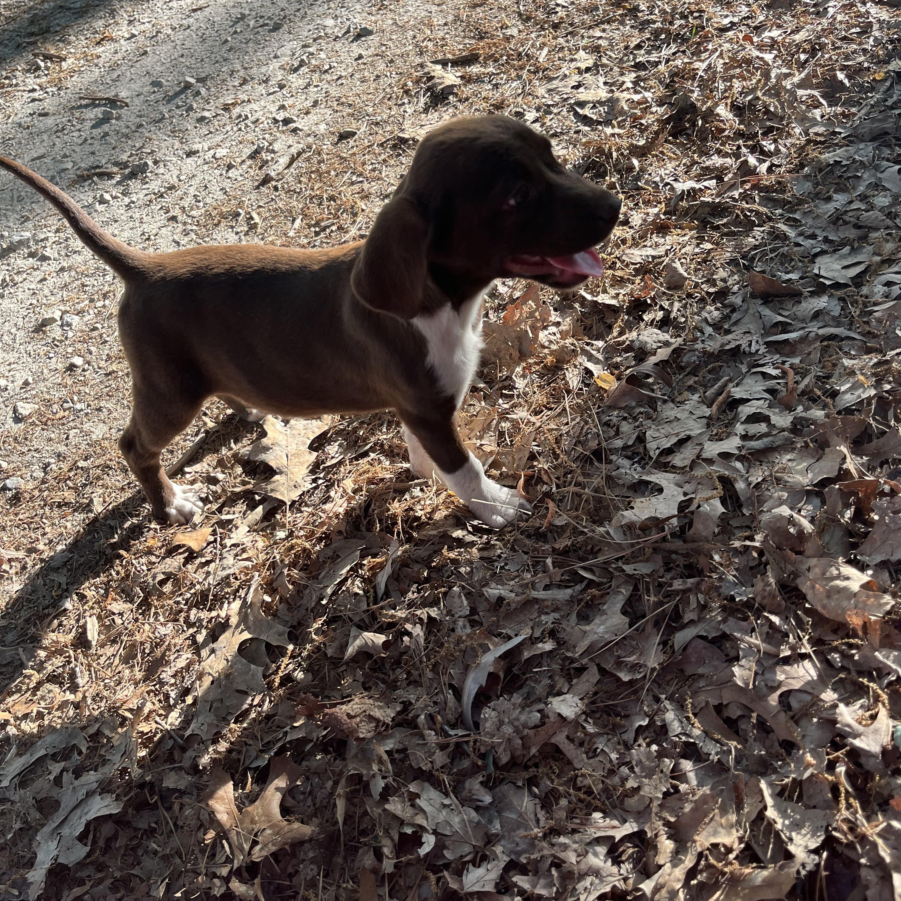 Enlarge Clover, an adopted mixed breed in Rock Hill, SC image 3/6