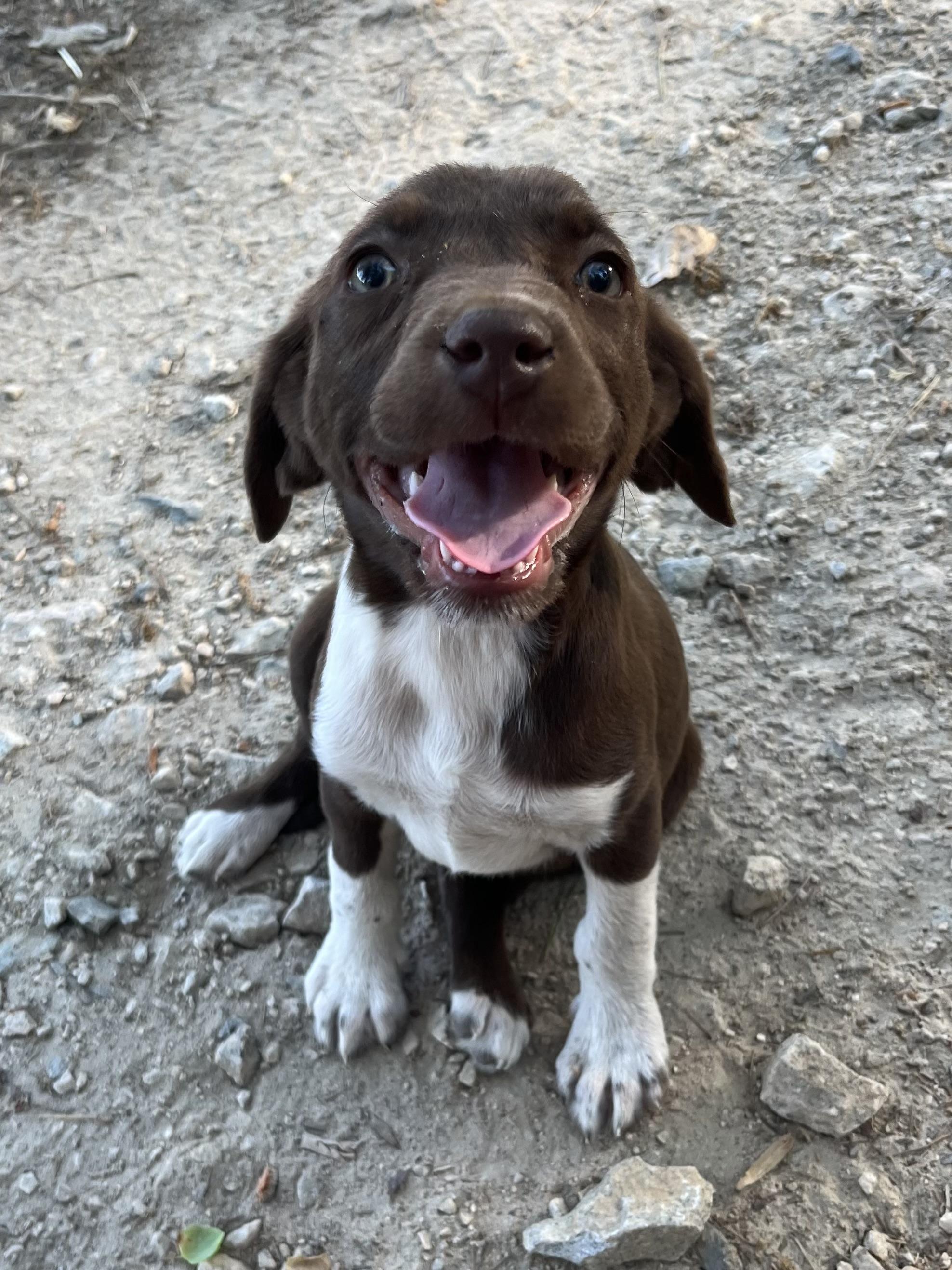 Clover, adopted, Puppy Female German Shorthaired Pointer & Labrador Retriever.