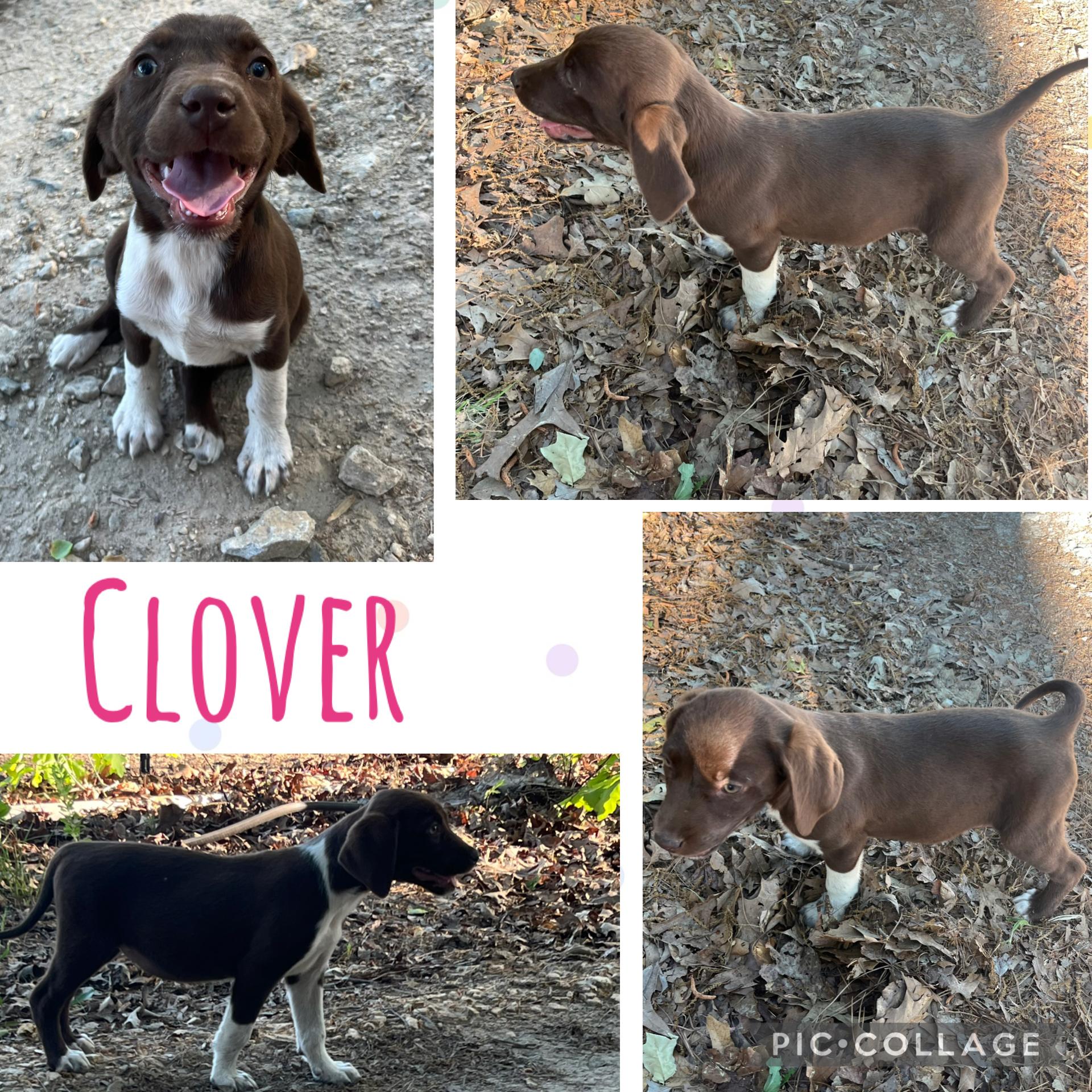 Enlarge Clover, an adopted mixed breed in Rock Hill, SC image 4/6