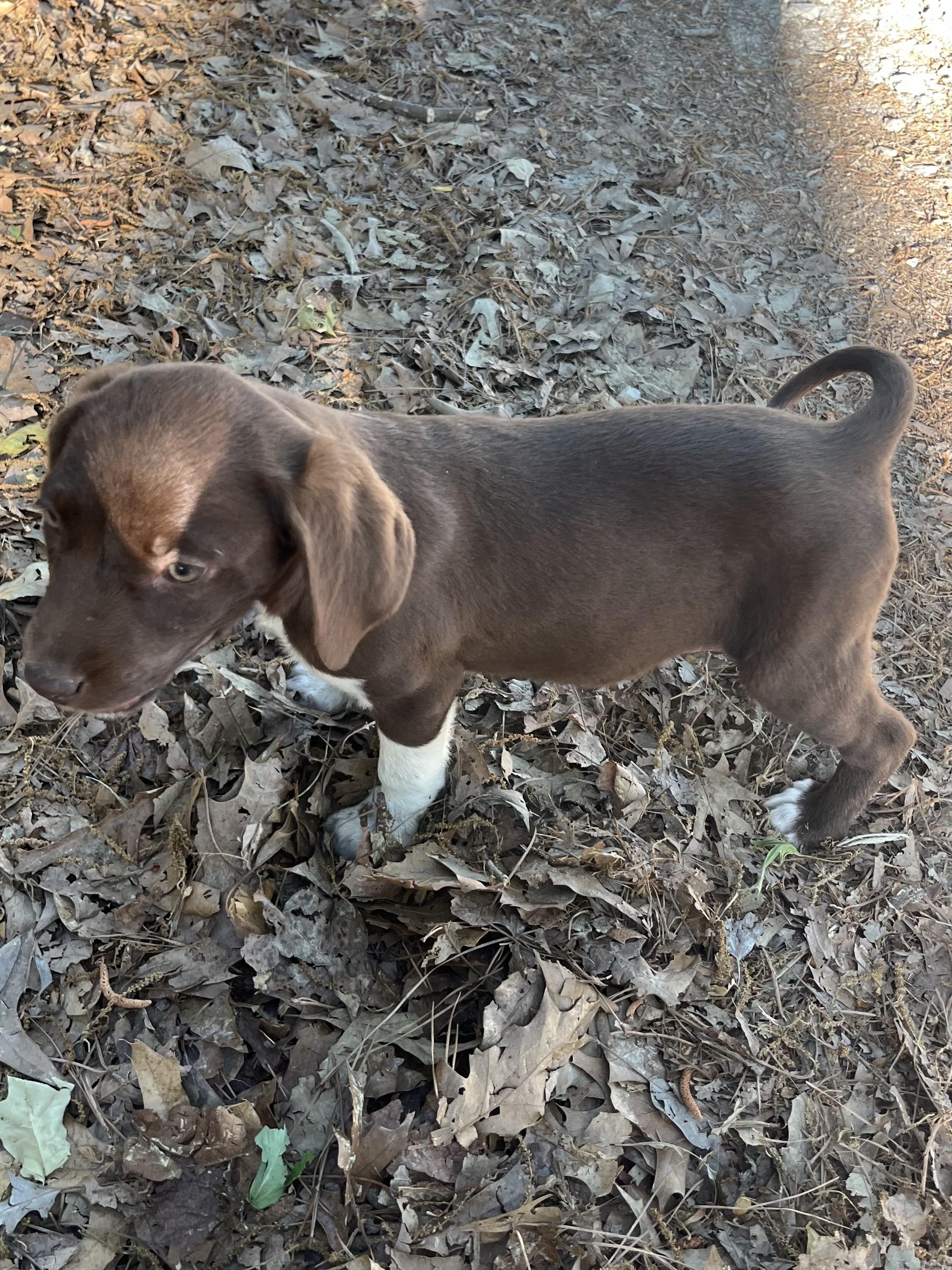 Enlarge Clover, an adopted mixed breed in Rock Hill, SC image 6/6