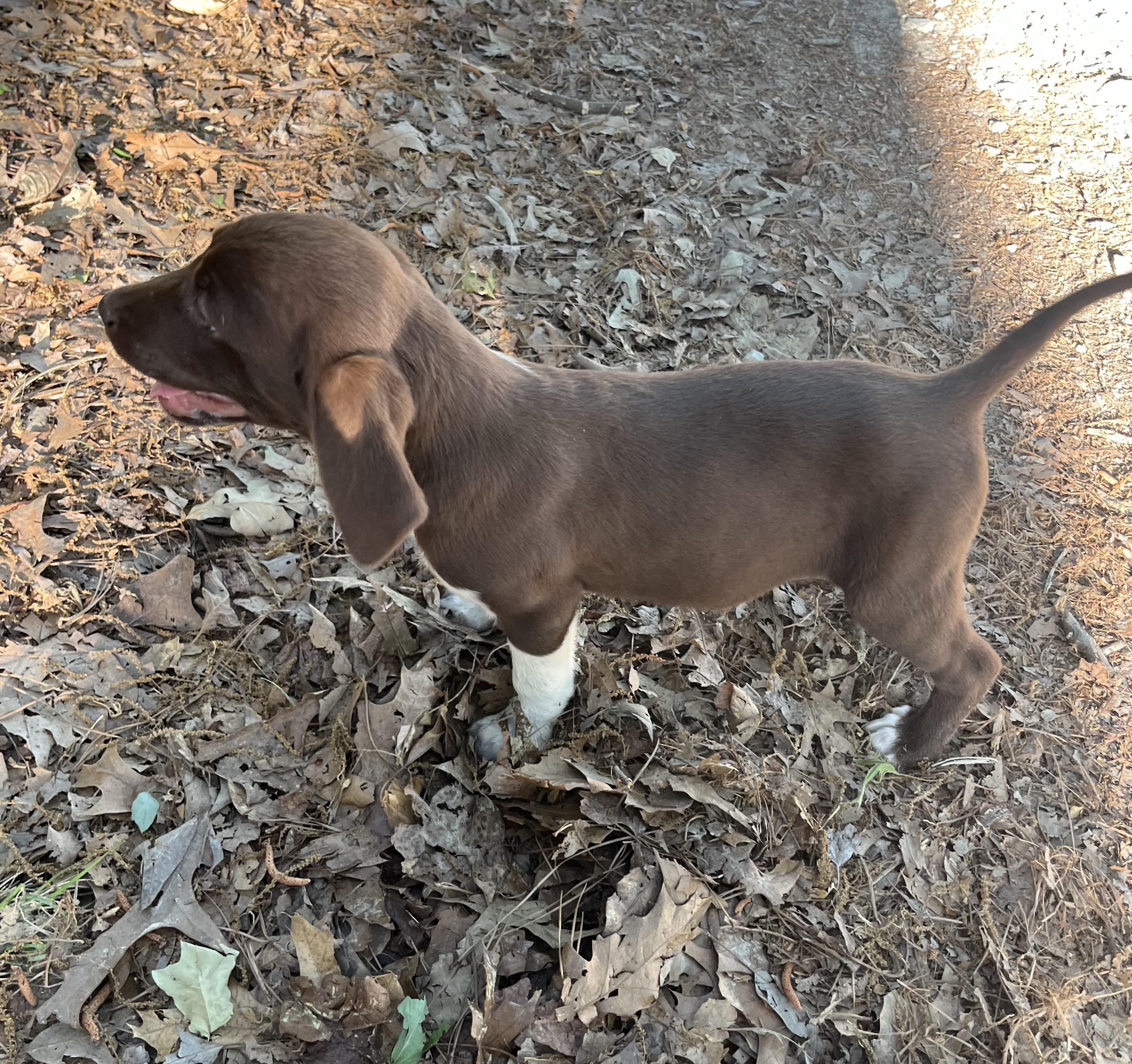 Enlarge Clover, an adopted mixed breed in Rock Hill, SC image 5/6