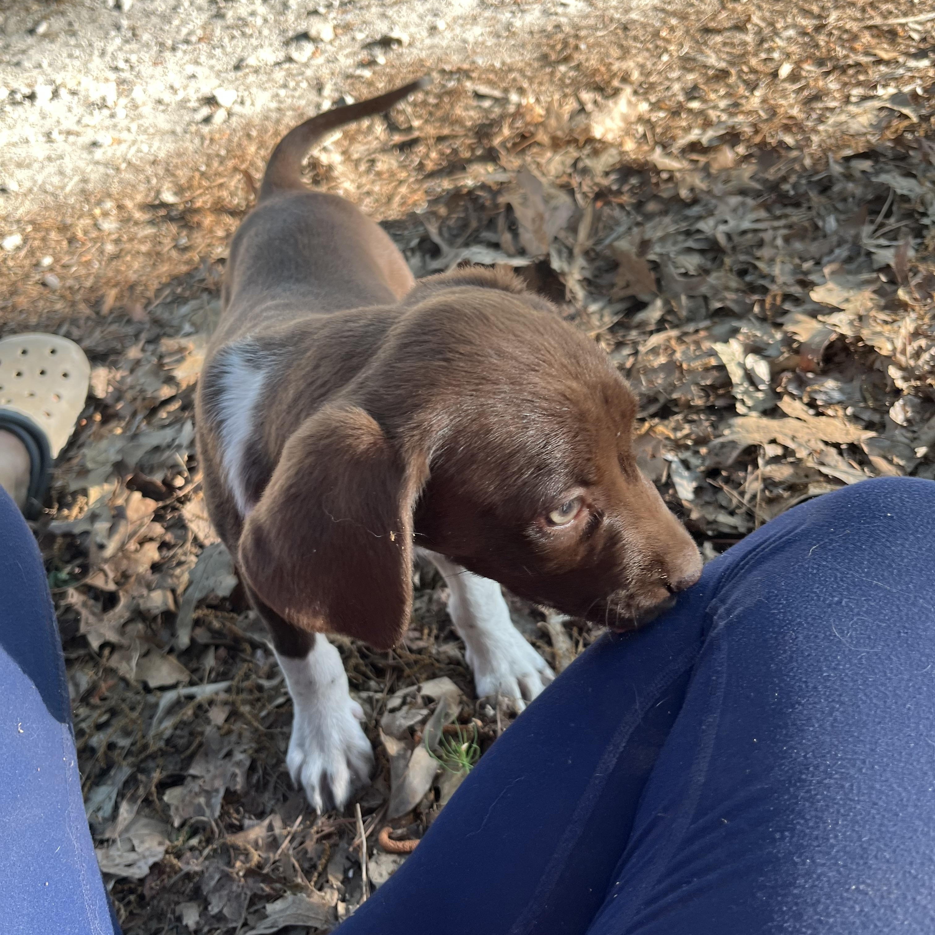 Enlarge Clover, an adopted mixed breed in Rock Hill, SC image 2/6