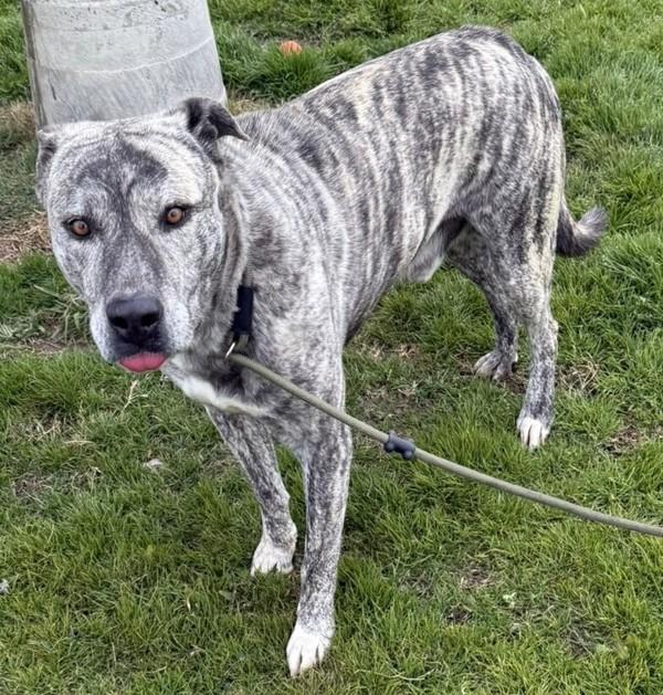 Ziggy, a Adoptable mixed breed in Tulare, CA image 1/6