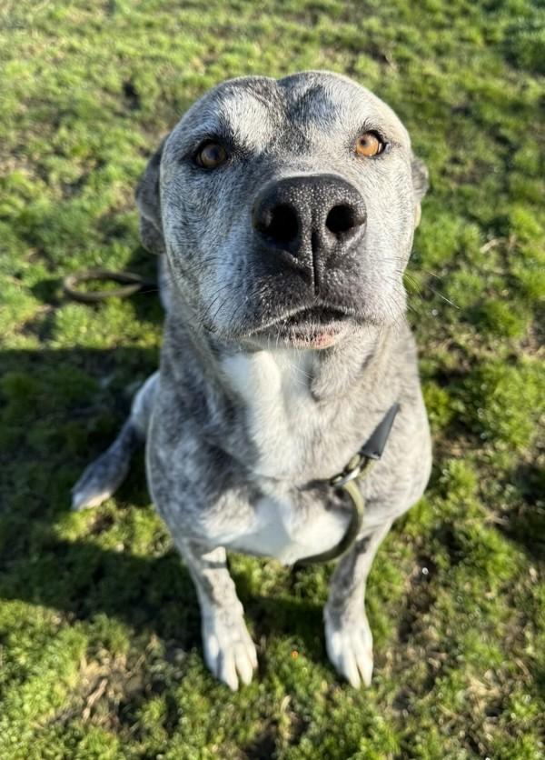 Ziggy, Adoptable, Adult Male Dutch Shepherd.