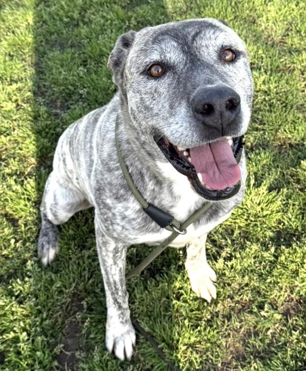 Ziggy, a Adoptable mixed breed in Tulare, CA image 3/6