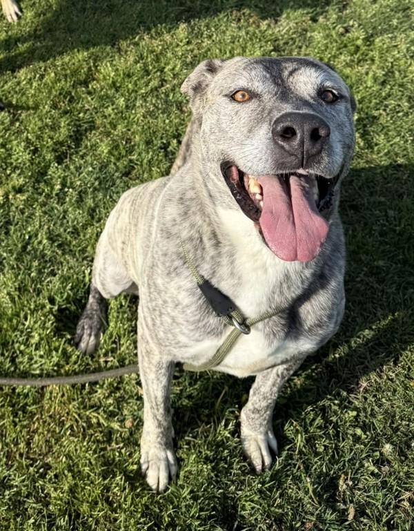 Ziggy, a Adoptable mixed breed in Tulare, CA image 4/6