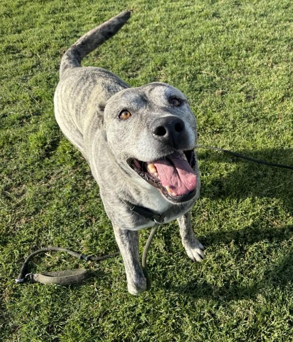 Ziggy, a Adoptable mixed breed in Tulare, CA image 5/6