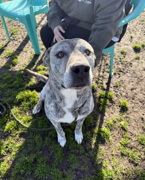 Ziggy, a Adoptable mixed breed in Tulare, CA image 6/6