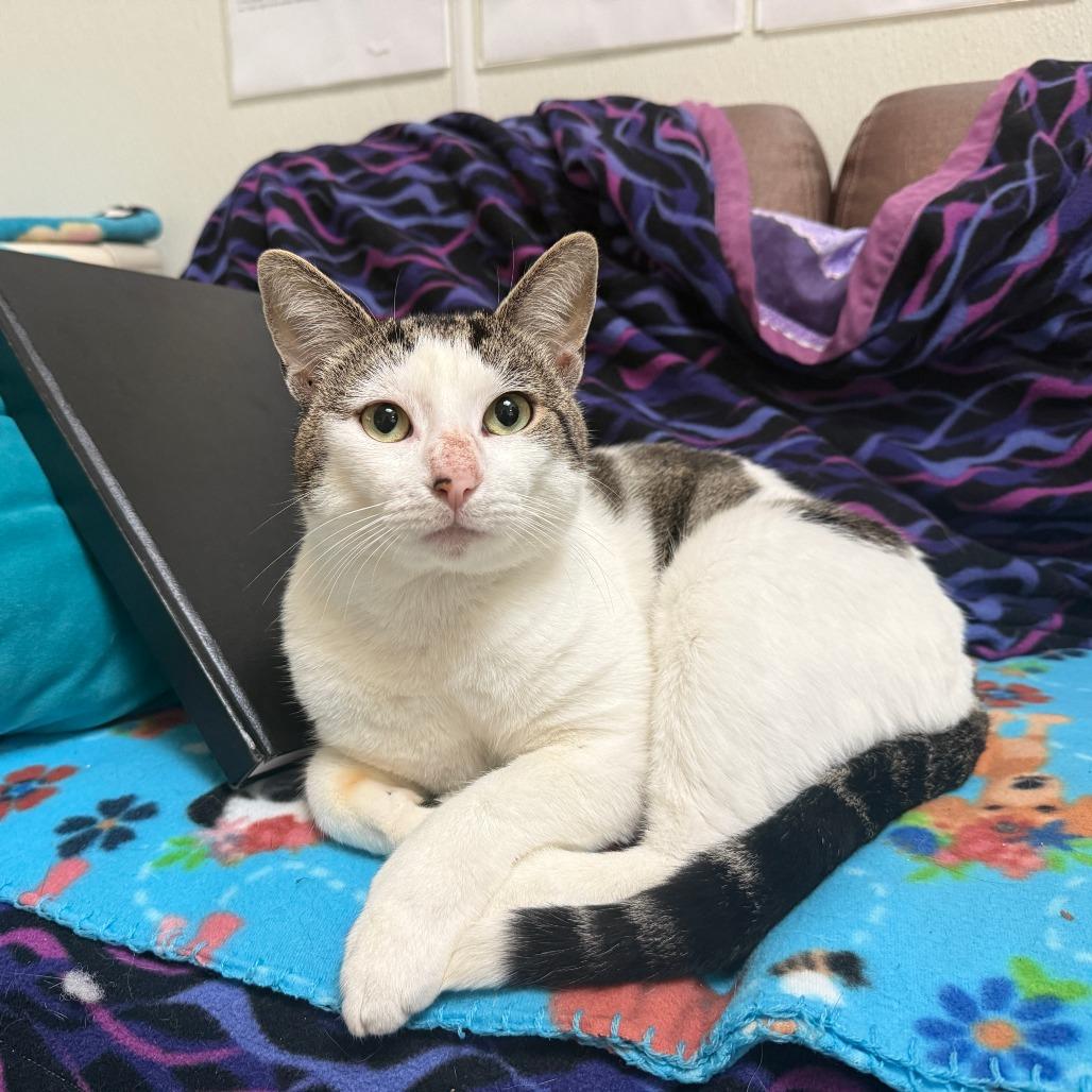 Enlarge Frosty, a Adoptable Domestic Short Hair in Fort Bragg, CA image 2/3