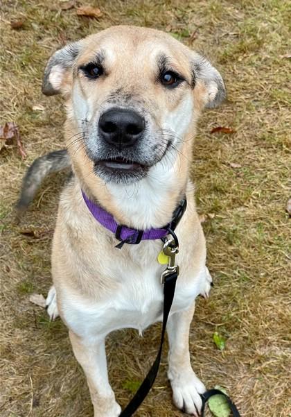 Enlarge Lady- IN FOSTER, a Adoptable mixed breed in Stanwood, WA image 2/3