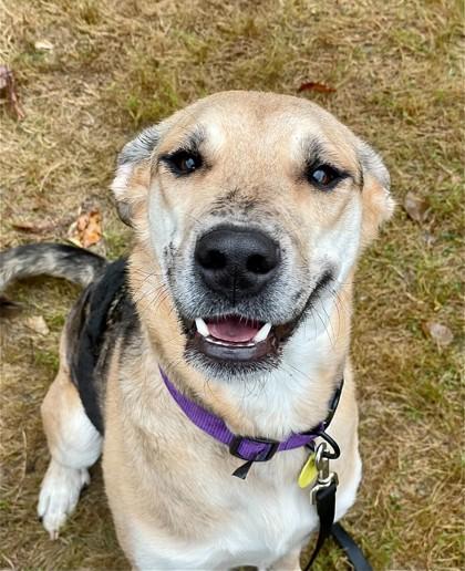 Enlarge Lady- IN FOSTER, a Adoptable mixed breed in Stanwood, WA image 3/3