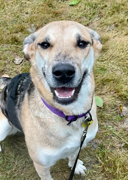 Lady- IN FOSTER, Adoptable, Adult Female Shepherd & Catahoula Leopard Dog.