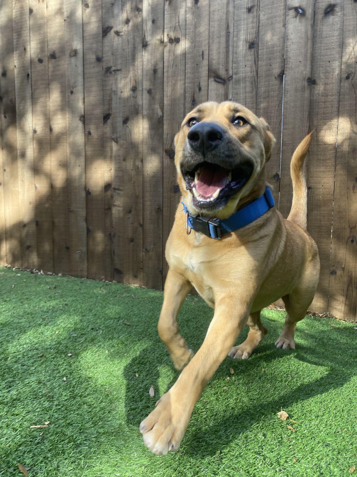 Rico (Austin), Adoptable, Adult Male Labrador Retriever.