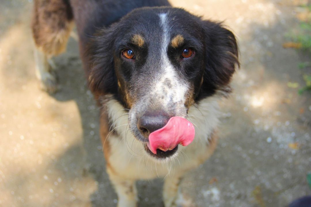 Mowgli, Adoptable, Adult Male Mixed Breed.