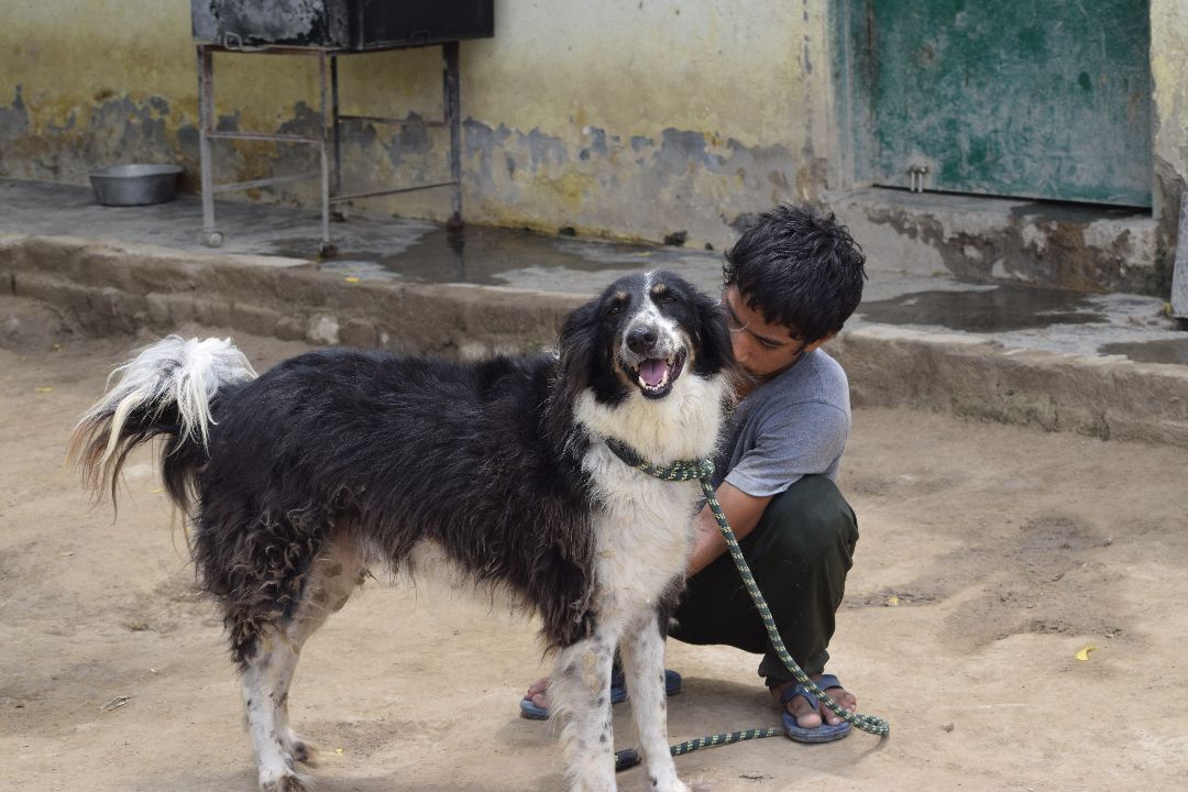 Mowgli, a Adoptable mixed breed in Cresco, PA image 2/5
