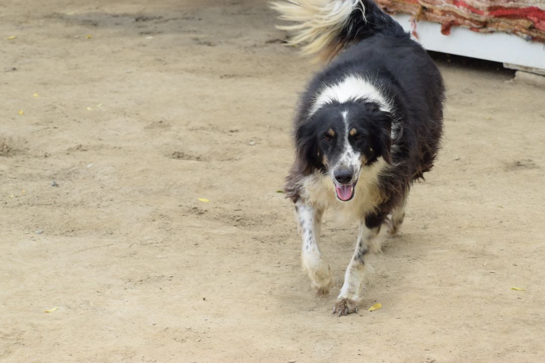 Mowgli, a Adoptable mixed breed in Cresco, PA image 3/5
