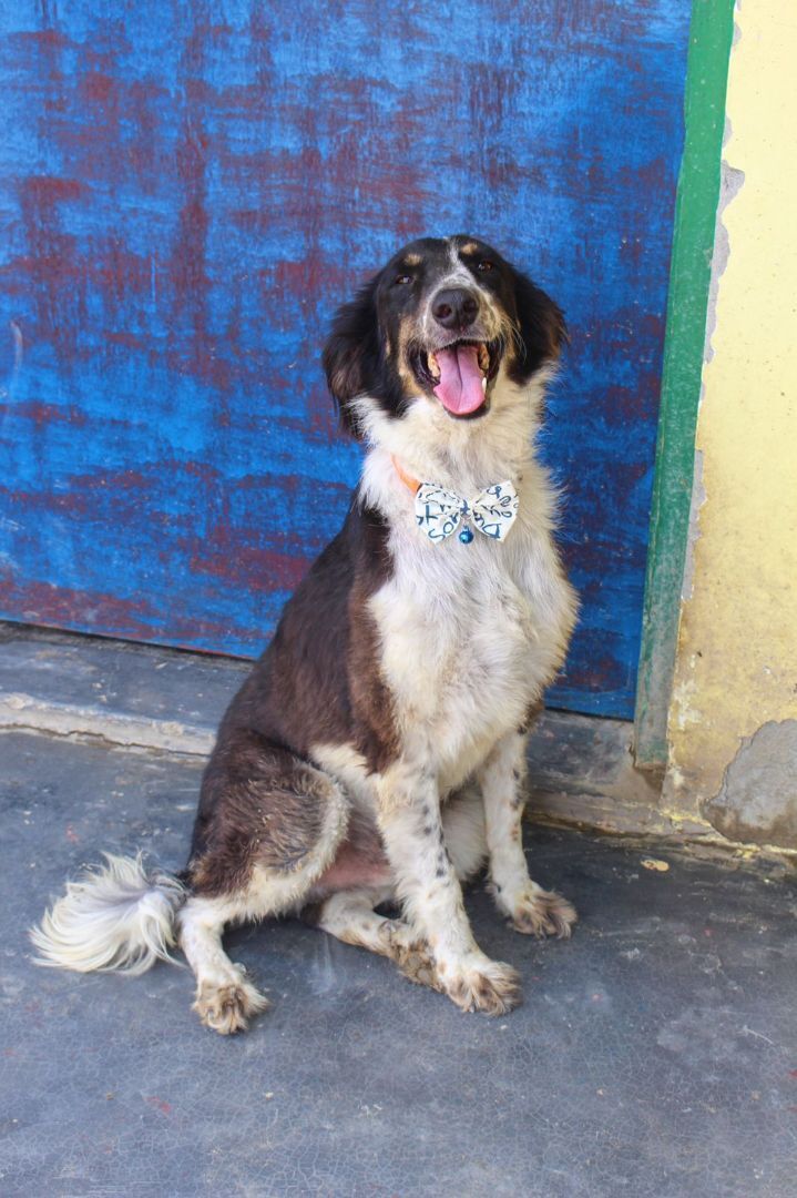 Mowgli, a Adoptable mixed breed in Cresco, PA image 4/5