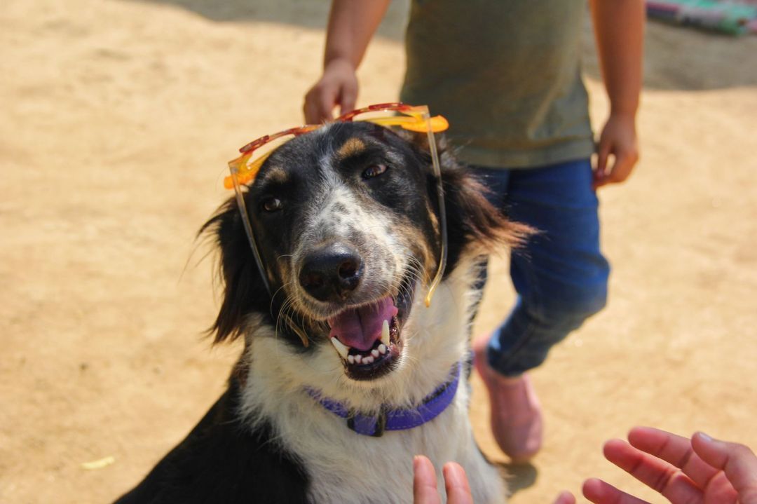 Mowgli, Adoptable, Adult Male Mixed Breed.
