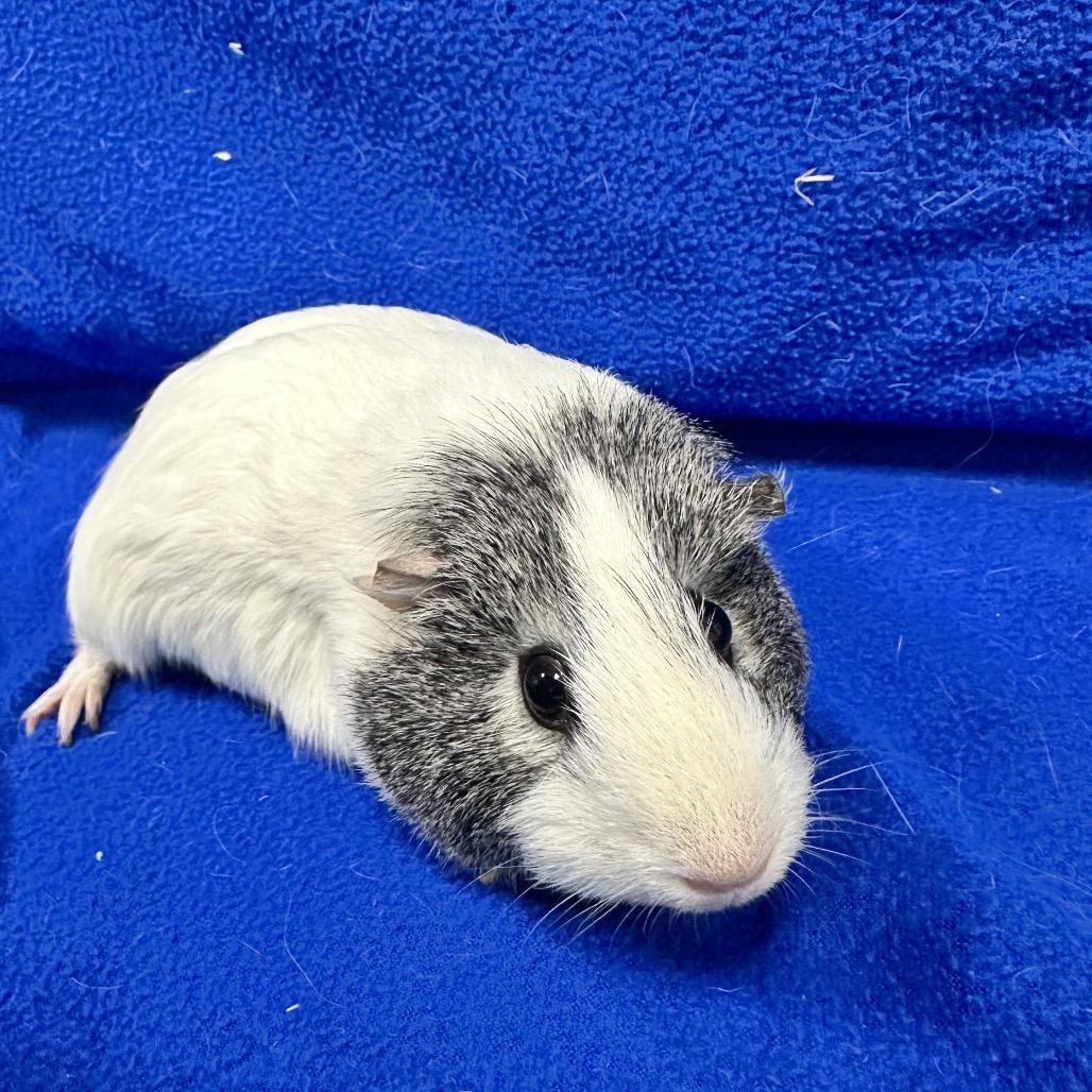 Enlarge Iris (bonded with Chloe), a Adoptable Guinea Pig in Decatur, GA image 1/1