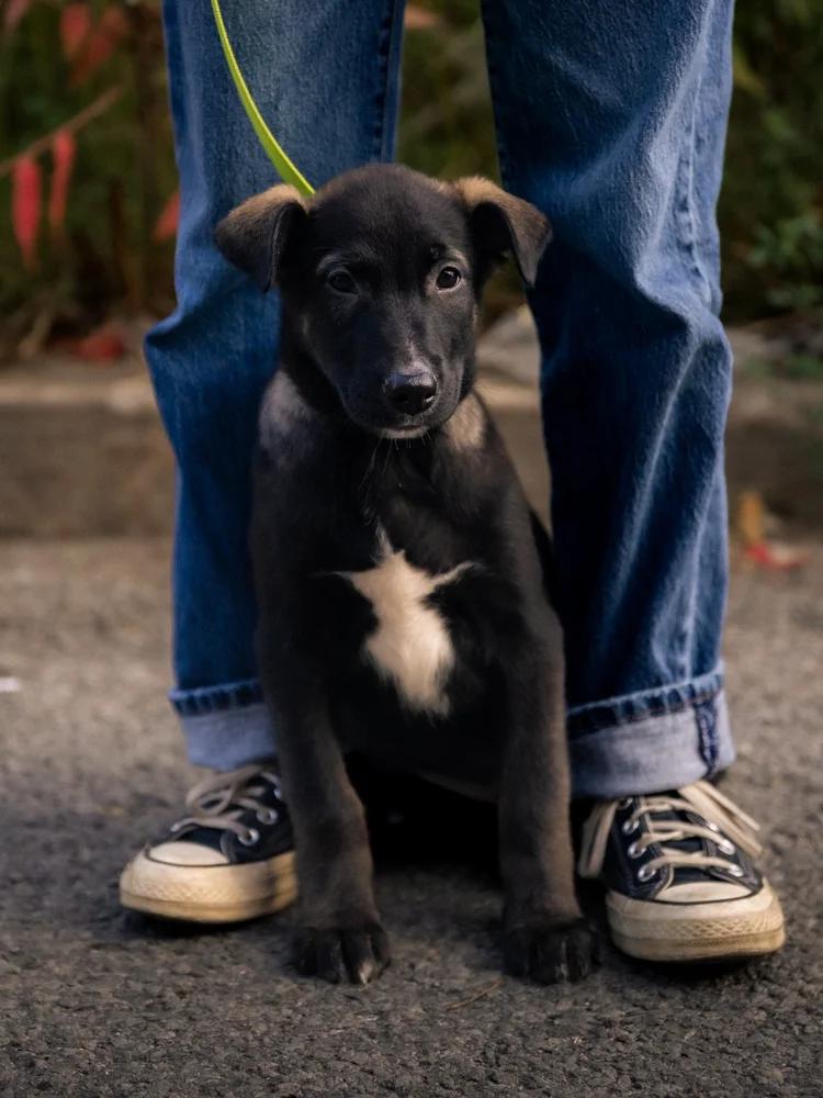 Casper, Adoptable, Puppy Male Husky.