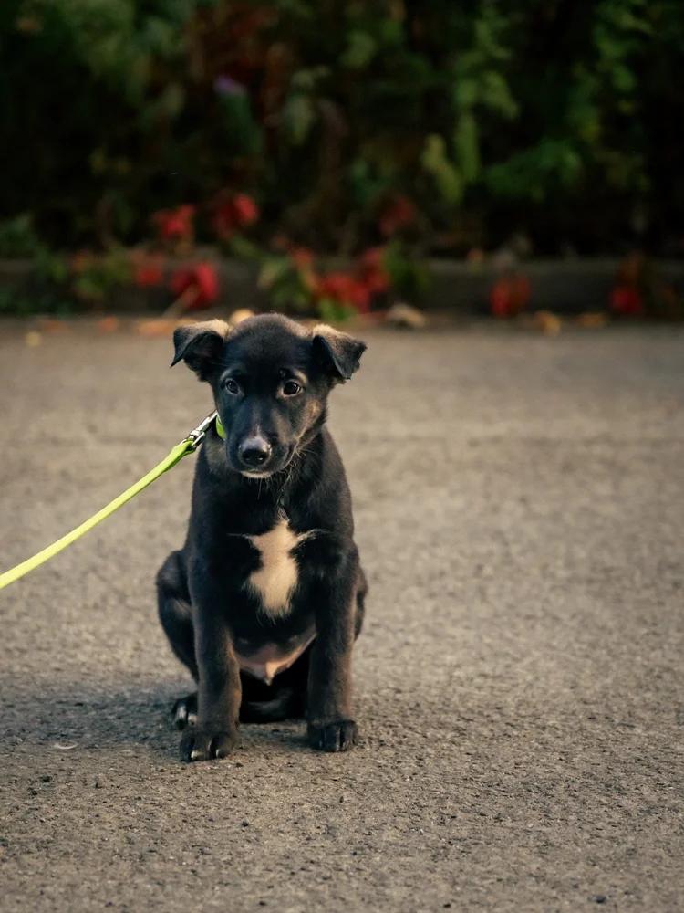 Casper, a Adoptable mixed breed in laval, QC image 2/2