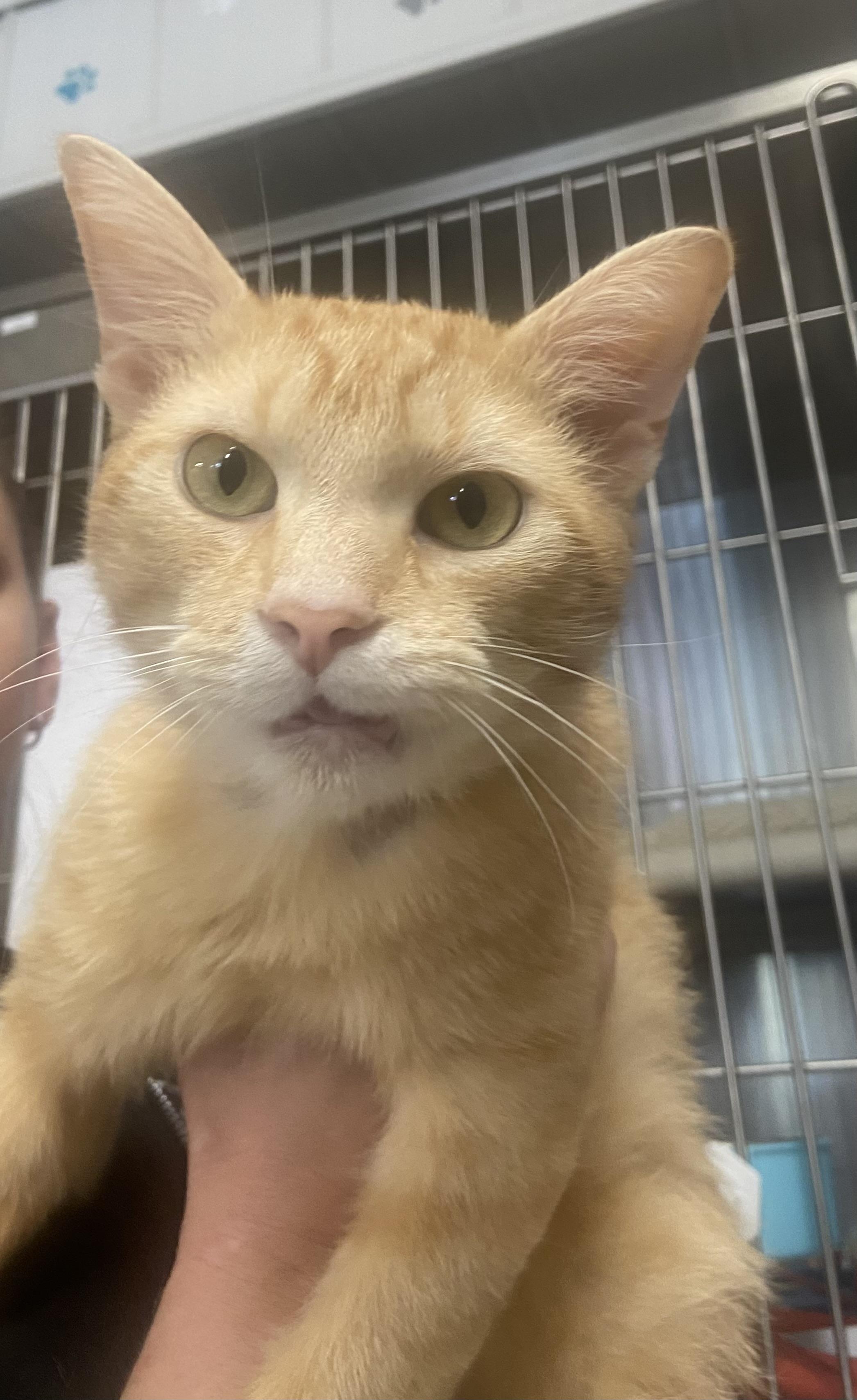 Enlarge Dorito, a Adoptable Domestic Short Hair in Cobourg, ON image 1/1