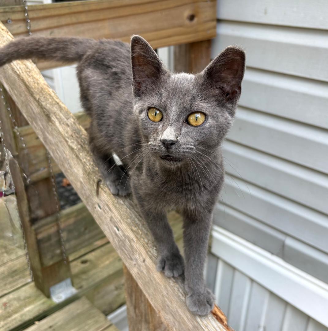 Enlarge Julei (JuJu), a Adoptable Russian Blue in Rock Spring, GA image 1/1