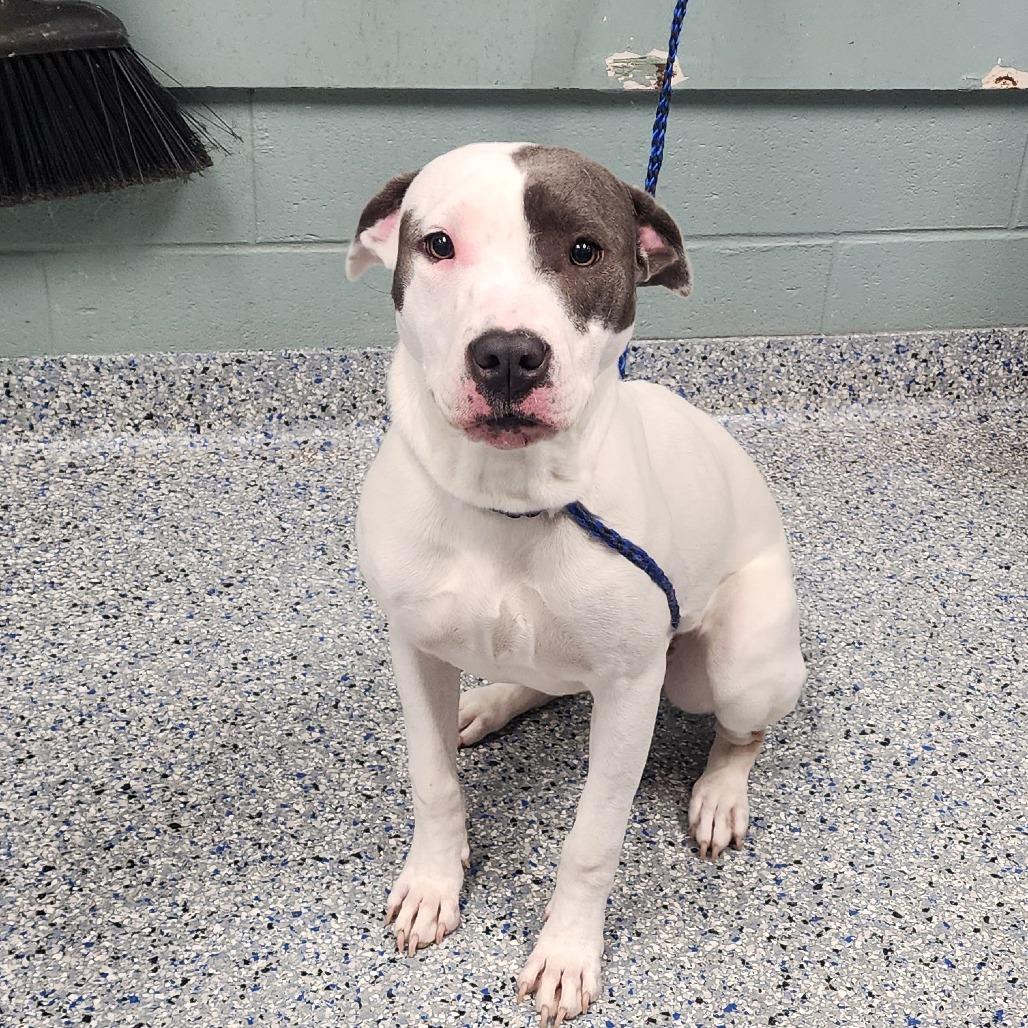 Maddie, Adoptable, Young Female American Staffordshire Terrier.