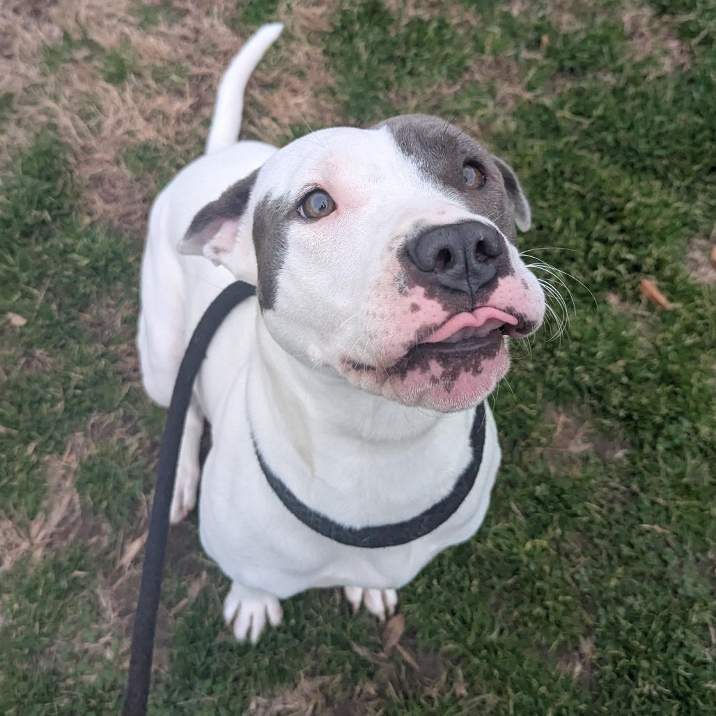 Maddie, a Adoptable mixed breed in Greenville, SC image 2/6