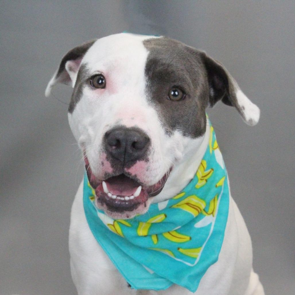 Maddie, a Adoptable mixed breed in Greenville, SC image 3/6