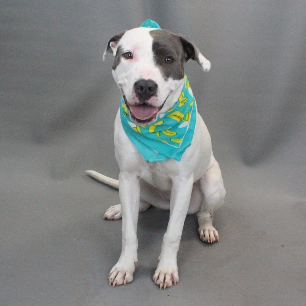 Maddie, a Adoptable mixed breed in Greenville, SC image 4/6