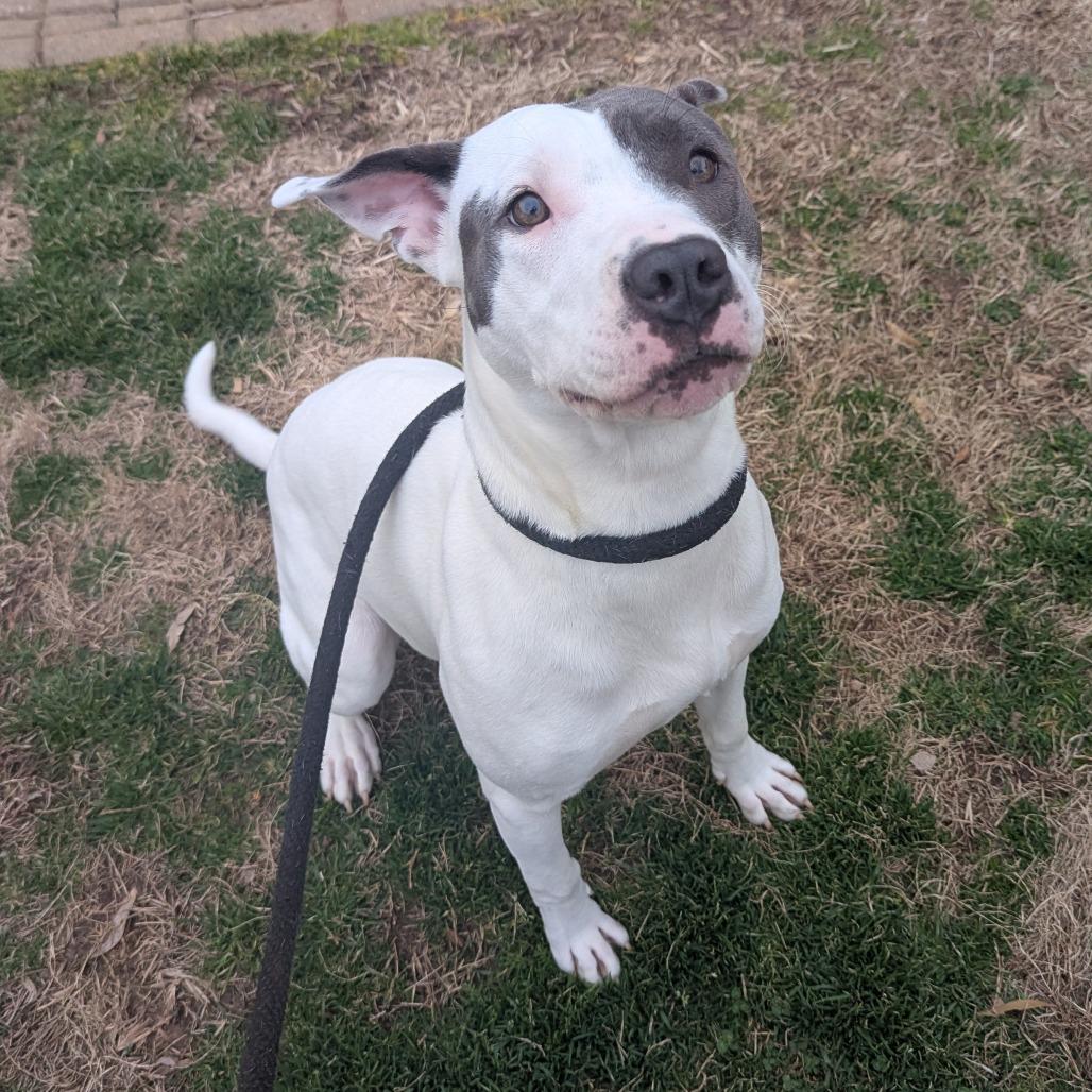 Maddie, a Adoptable mixed breed in Greenville, SC image 5/6