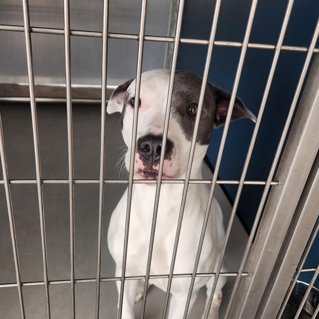 Maddie, a Adoptable mixed breed in Greenville, SC image 6/6