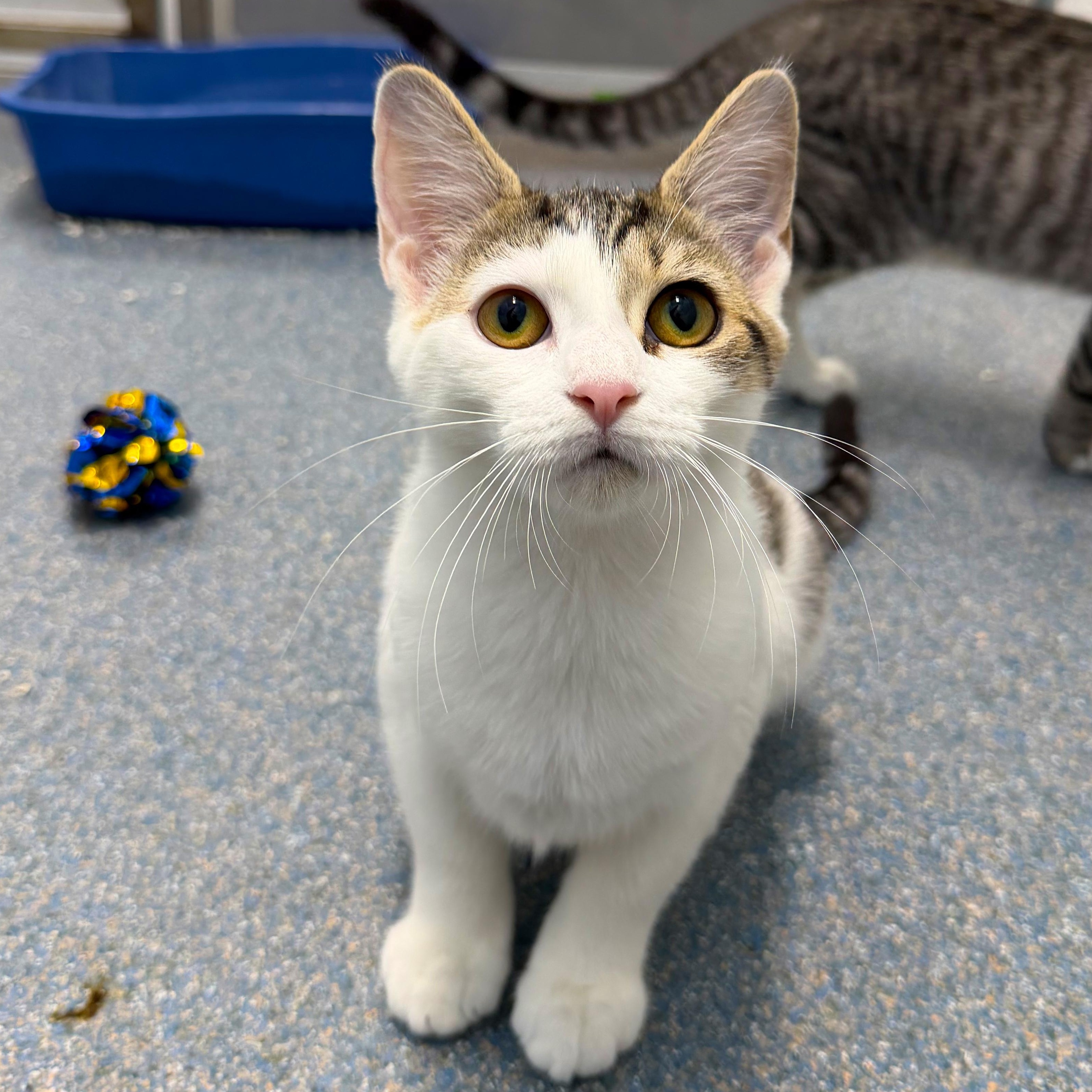 Enlarge Sinclair Shelly & BP, a Adopted Domestic Short Hair in Clifton, NJ image 6/6