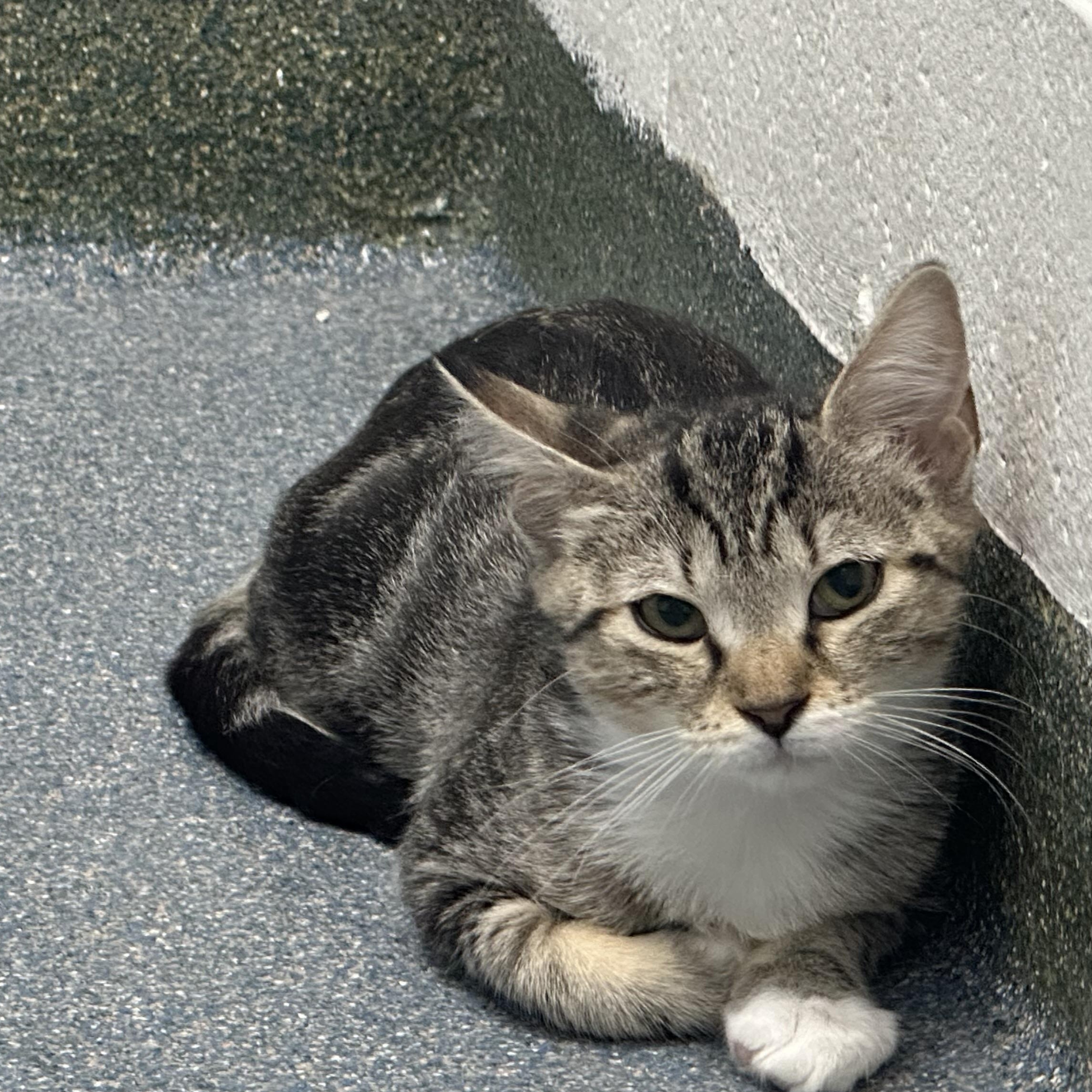 Enlarge Sinclair Shelly & BP, a Adopted Domestic Short Hair in Clifton, NJ image 2/6