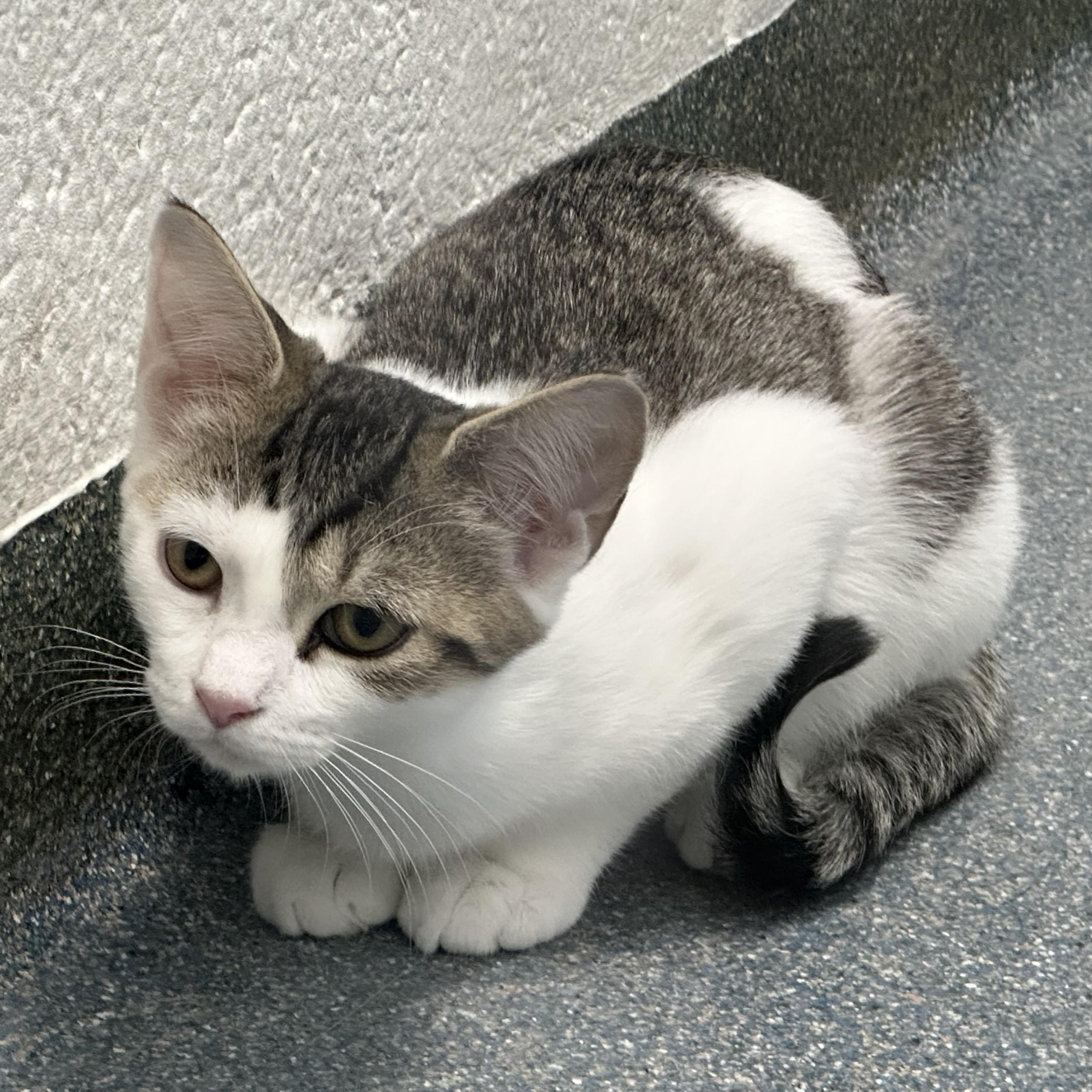 Enlarge Sinclair Shelly & BP, a Adopted Domestic Short Hair in Clifton, NJ image 3/6