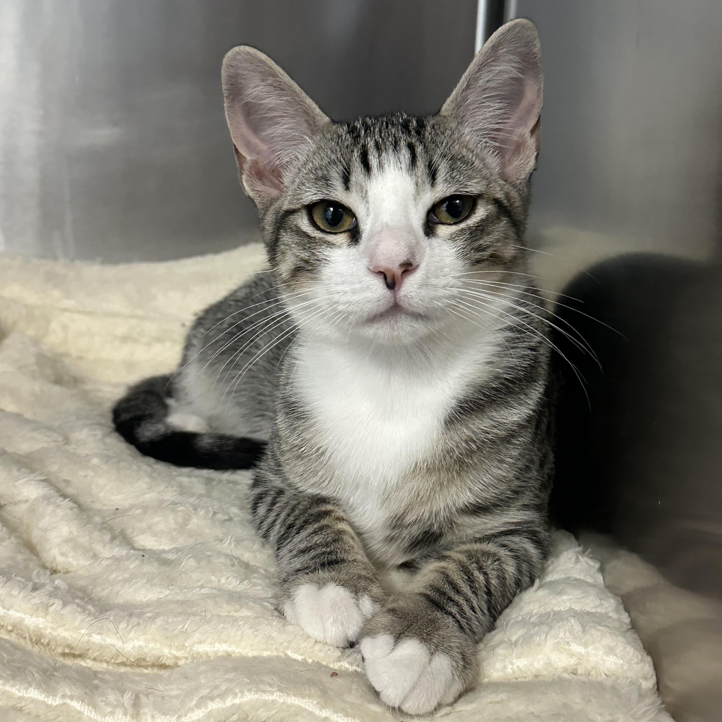 Enlarge Sinclair Shelly & BP, a Adopted Domestic Short Hair in Clifton, NJ image 5/6
