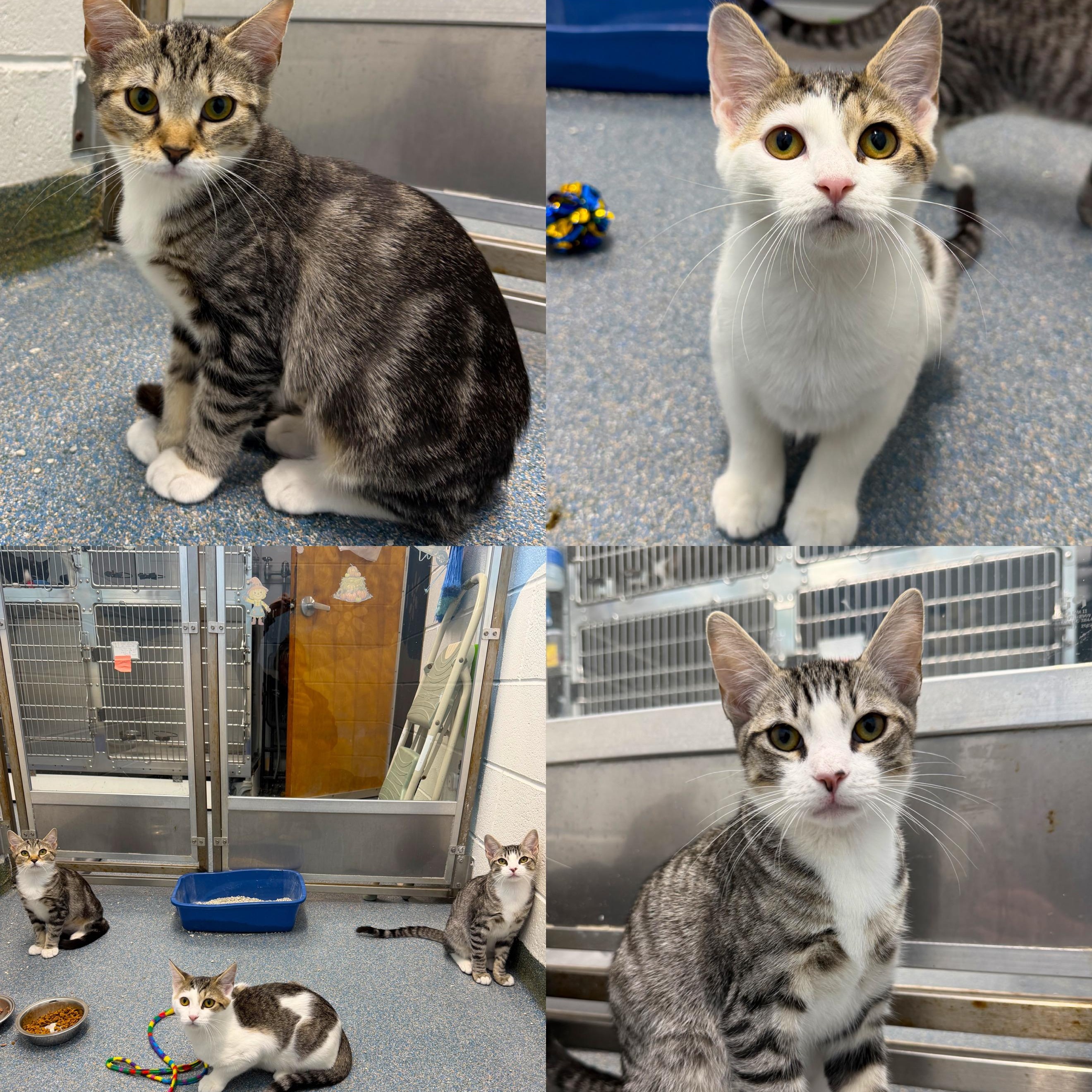 Sinclair Shelly & BP, Adopted, Kitten Female Domestic Short Hair.