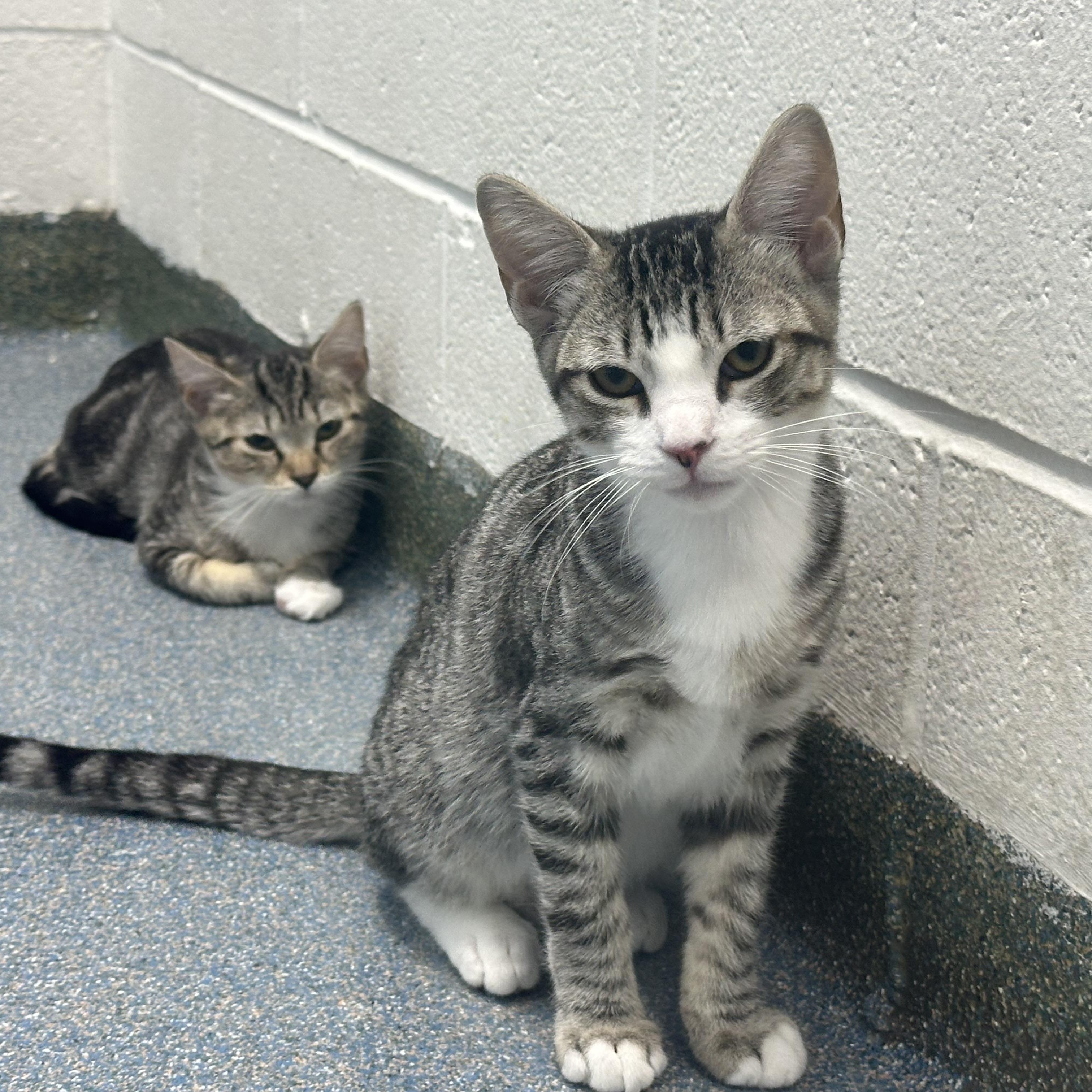 Enlarge Sinclair Shelly & BP, a Adopted Domestic Short Hair in Clifton, NJ image 4/6