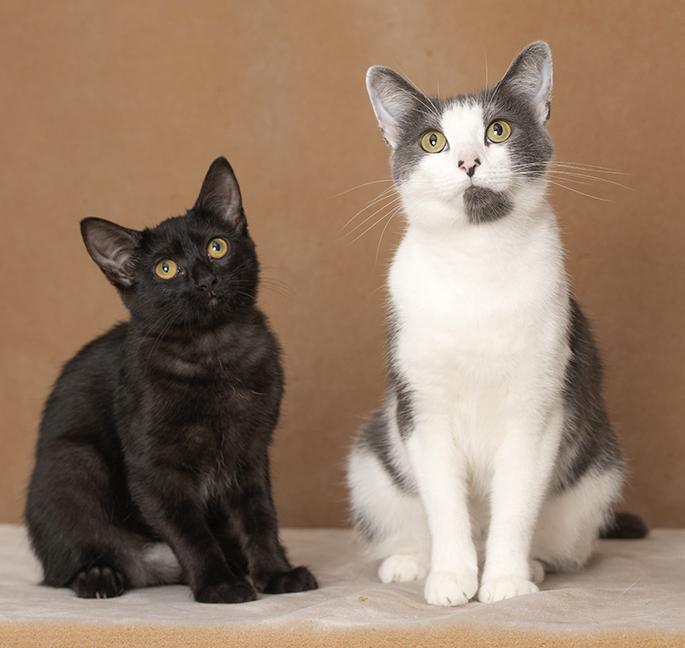 Enlarge Ingrid & Raquel, a Adopted Domestic Short Hair in Chicago, IL image 3/5
